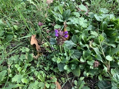 Prunella vulgaris