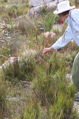 Trachyandra tabularis