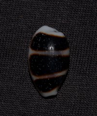 Palmadusta asellus