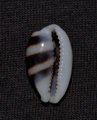 Palmadusta asellus