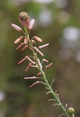 Trachyandra tabularis
