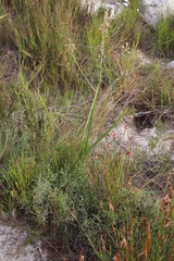 Trachyandra tabularis