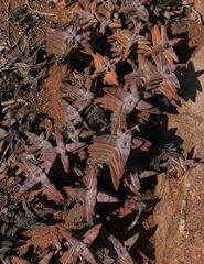 Crassula grisea