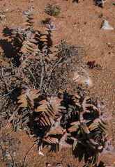 Crassula grisea