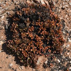 Crassula atropurpurea cultriformis