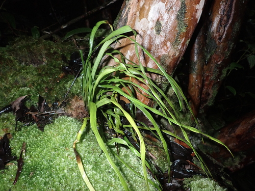 Haplopteris elongata observed 2025-07-28