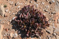 Crassula atropurpurea cultriformis
