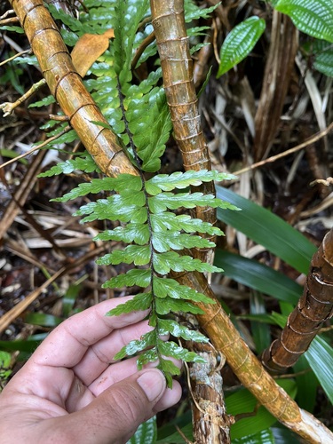 Asplenium caudatum, 2025-07-28