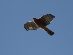 Accipiter nisus