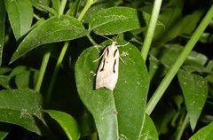 Scoparia rotuella