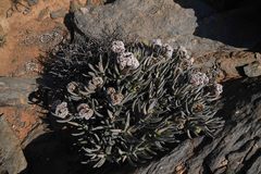 Crassula macowaniana