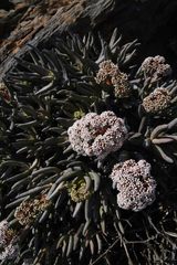 Crassula macowaniana