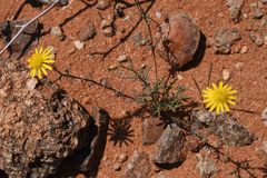 Dimorphotheca polyptera
