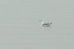 Larus michahellis