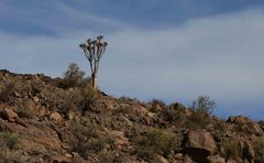 Aloidendron pillansii