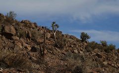 Aloidendron pillansii