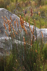 Elegia racemosa
