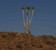 Aloidendron pillansii