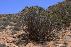 Aloidendron ramosissimum