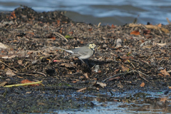 Motacilla alba alba