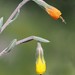 Onosma fruticosa - Photo (c) Marios Philippou, algunos derechos reservados (CC BY-NC), subido por Marios Philippou