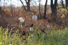 Clematis integrifolia