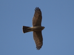 Accipiter nisus