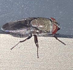 Stomorhina subapicalis