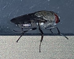Stomorhina subapicalis