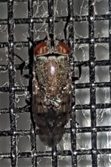 Stomorhina subapicalis