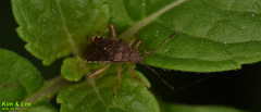 Rhopalus sapporensis