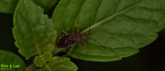 Rhopalus sapporensis