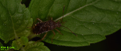 Rhopalus sapporensis