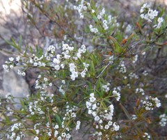 Logania linifolia