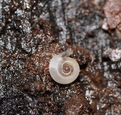 Meredithena dandenongensis