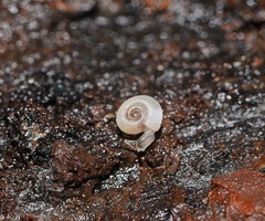 Meredithena dandenongensis