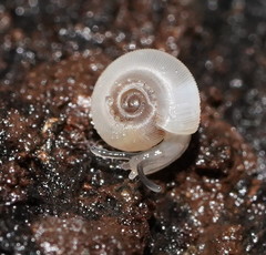 Meredithena dandenongensis