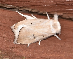 Cryptophasa ochroleuca