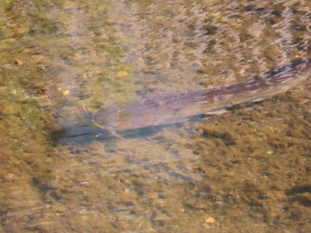 Amur Catfish (Silurus asotus)