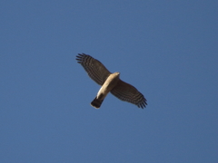 Accipiter nisus