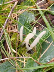Clavaria acuta