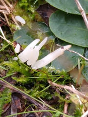 Clavaria acuta