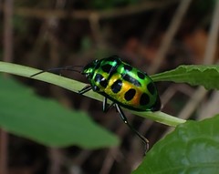 Chrysocoris stockerus