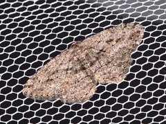 Zermizinga sinuata