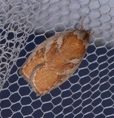 Euchaetis rhizobola