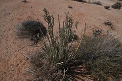 Euphorbia dregeana