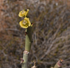 Euphorbia dregeana