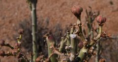 Euphorbia dregeana