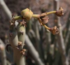 Euphorbia dregeana