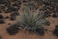 Euphorbia dregeana